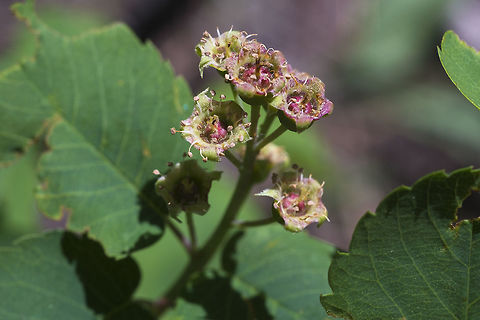 Ribes sp This is a black currant of some type… but I'm having a hard time matching either the leaves or the flowers to any specific species. It seems like most listed on the local sites have only one stamen per petal, which is not the case here. Geotagged,Spring,United States