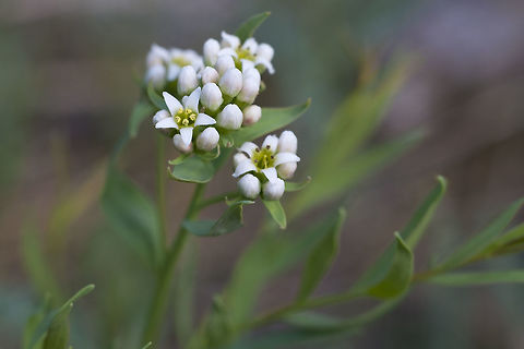 Bastard Toadflax  Comandra,Comandra umbellata,Geotagged,Spring,United States