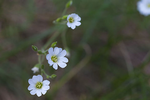 Mouse ear  Cerastium arvense,Geotagged,Spring,United States