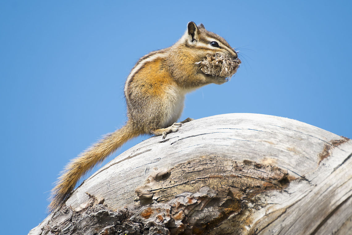 Spring is short so stuff your face :p I swear this is natural light and not a stuffed chipmunk&hellip; he looks like he posed in a studio for me though doesn&#039;t he. Geotagged,Neotamias amoenus,Spring,United States,Yellow-pine chipmunk