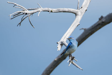 Mountain Bluebird - male  Geotagged,Mountain Bluebird,Sialia currucoides,Spring,United States