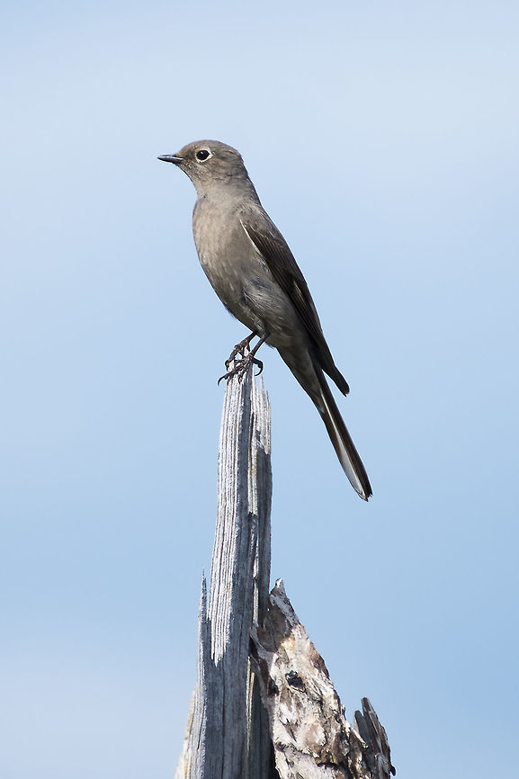 Mountain Bluebird - female though she shows no blue, I&#039;m pretty sure this is the female of the species Geotagged,Mountain Bluebird,Sialia currucoides,Spring,United States