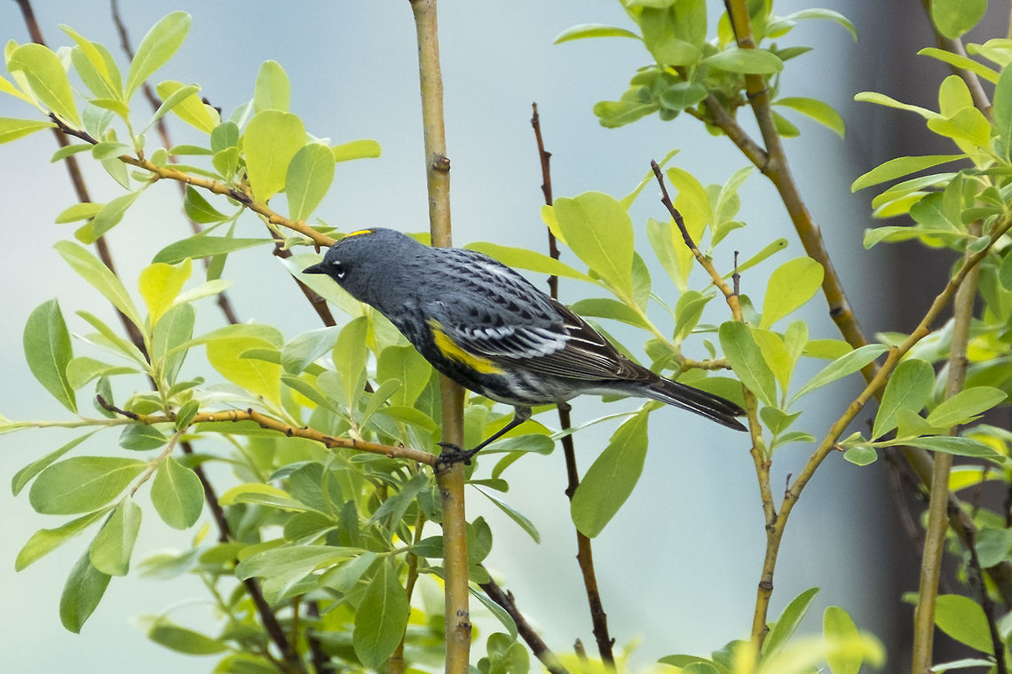 Yellow Rumped Warbler - Audubon's, male  Geotagged,Setophaga coronata,Spring,United States,Yellow-rumped warbler