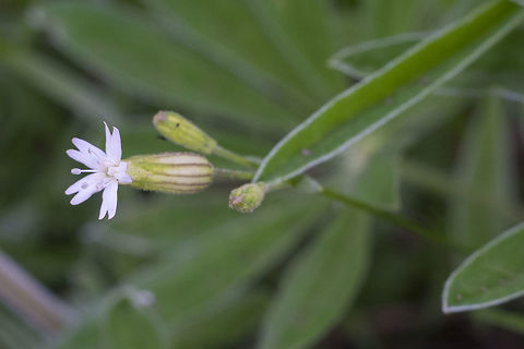 Cascade Catchfly  Geotagged,Silene suksdorfii,Spring,United States