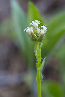 Howell's Pussytoes  Antennaria howellii,Geotagged,Spring,United States