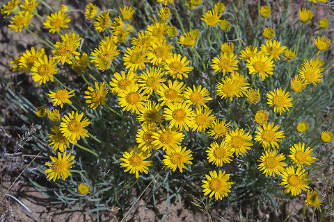 Line Leaf Fleabane  Erigeron linearis,Geotagged,Spring,United States