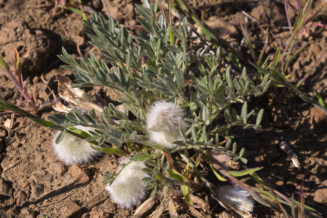 Wooly Pod Milkvetch - seed pods you can see where it get's it's name Astragalus purshii,Geotagged,Spring,United States