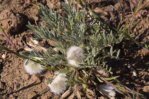 Wooly Pod Milkvetch - seed pods you can see where it get's it's name Astragalus purshii,Geotagged,Spring,United States