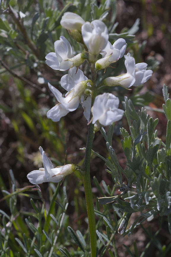 Yakima milk-vetch  Astragalus reventiformis,Geotagged,Spring,United States,Yakima milk-vetch