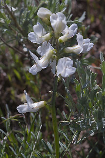 Yakima milk-vetch  Astragalus reventiformis,Geotagged,Spring,United States,Yakima milk-vetch
