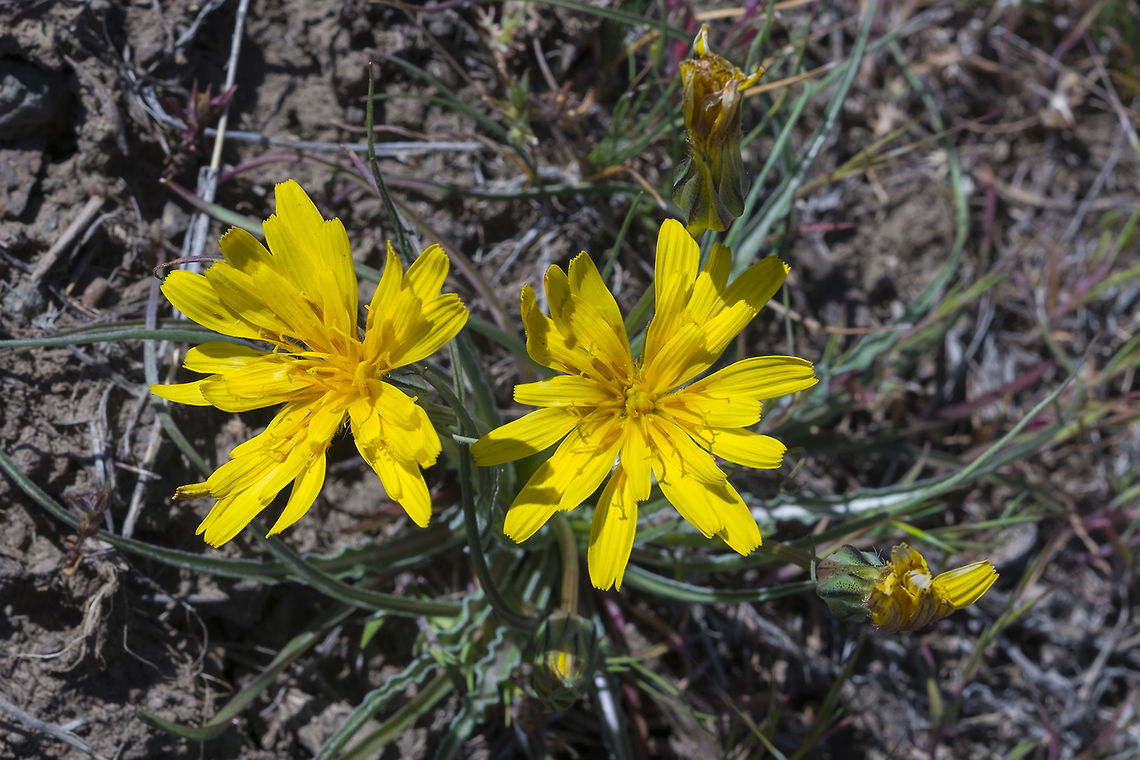 False Agoseris  Geotagged,Nothocalais troximoides,Spring,United States