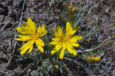 False Agoseris  Geotagged,Nothocalais troximoides,Spring,United States