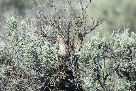 Good camouflage These shy birds spend most of their time quite camouflaged in the sage. We weren't able to get very close at all to any of them, though we flushed quite a few Geotagged,Oreoscoptes montanus,Sage thrasher,Spring,United States