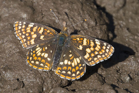 Checkerspot to be honest, I'm not sure if this is a Variable checkerspot or an Anicia checkerspot… but as it was not particularly high up in the mountains (1000m), variable seems more likely  Euphydryas chalcedona,Geotagged,Spring,United States,Variable checkerspot