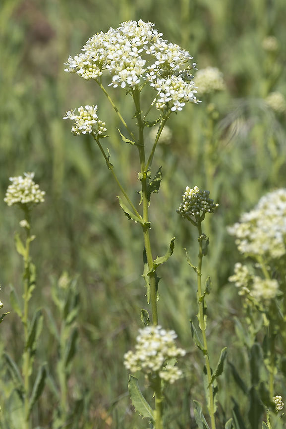 Whitetop introduced, noxious weed Geotagged,Lepidium draba,Spring,United States,Whitetop