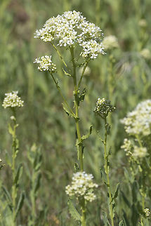 Whitetop introduced, noxious weed Geotagged,Lepidium draba,Spring,United States,Whitetop