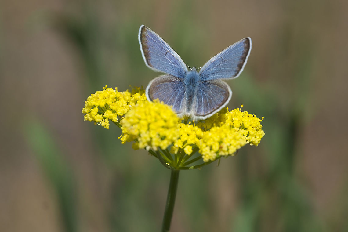 Boisduval's Blue  Aricia icarioides,Boisduvals Blue,Geotagged,Spring,United States