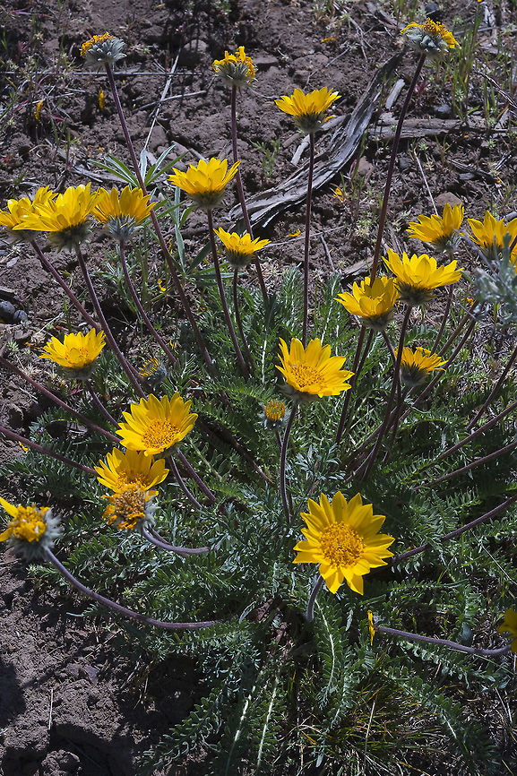 Hooker's Balsamroot  Balsamorhiza hookeri,Geotagged,Spring,United States