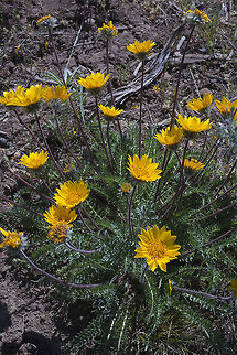 Hooker's Balsamroot  Balsamorhiza hookeri,Geotagged,Spring,United States