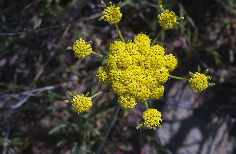 Umtanum Desert Parsley  Geotagged,Lomatium quintuplex,Spring,Umtanum desert-parsley,United States
