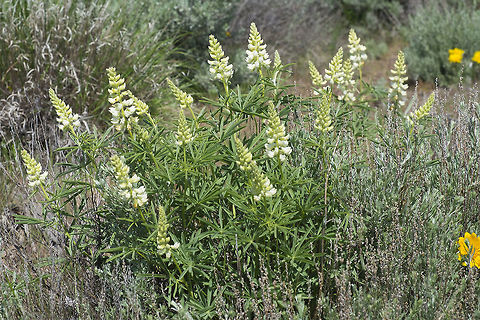 Sulphur Lupine  Geotagged,Lupinus sulphureus,Spring,United States