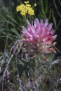 Big-Head Clover  Geotagged,Spring,Trifolium macrocephalum,United States
