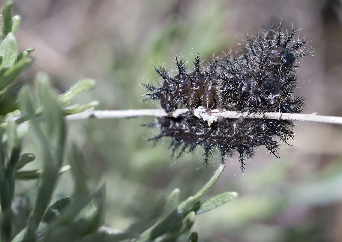 Spiky black caterpillars Sagebrush sheep moth - while other species may look similar they do not occur in this area :) Geotagged,Hemileuca hera,Spring,United States