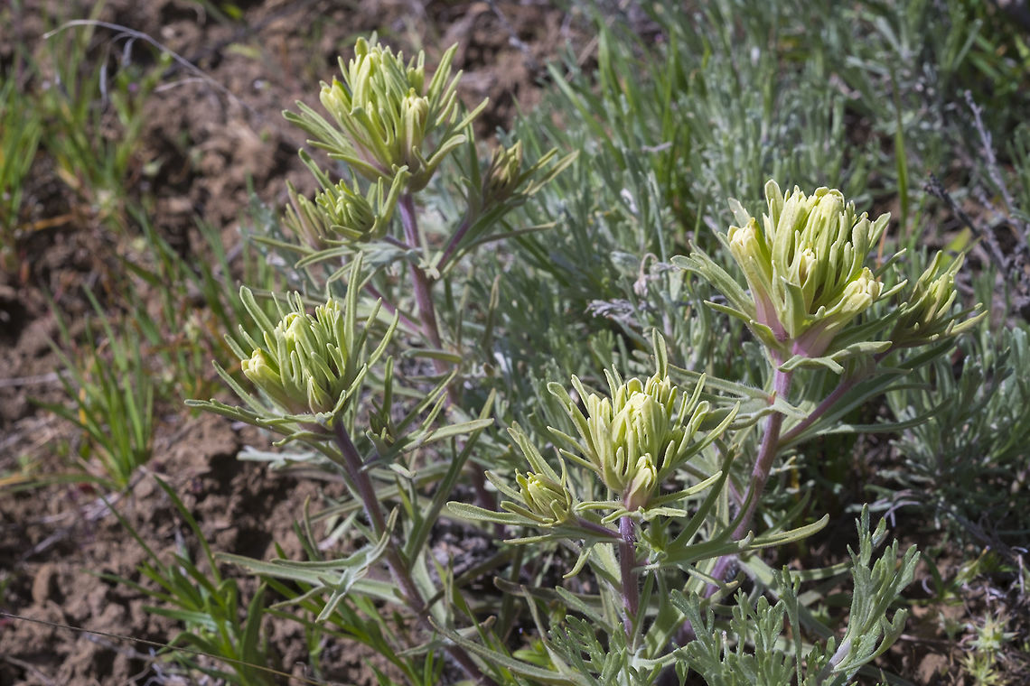 Thompson's Indian Paintbrush  Castilleja thompsonii,Geotagged,Spring,Thompson's Indian paintbrush,United States