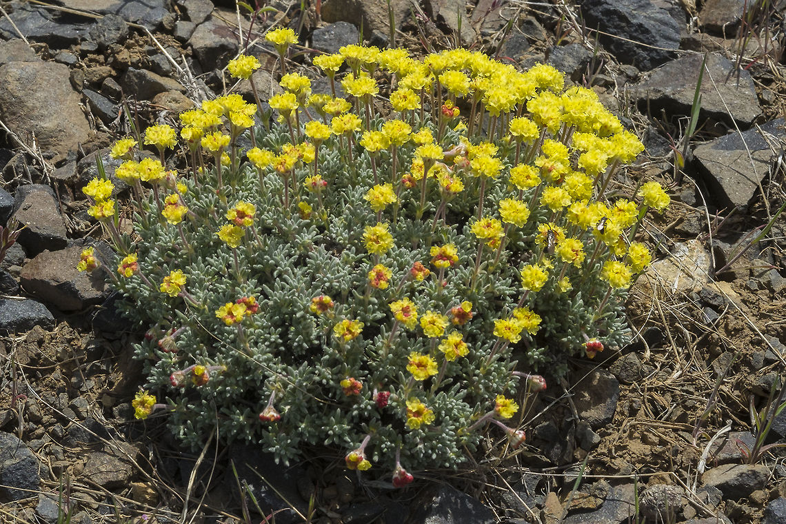Rock Buckwheat identifying characteristic -rounded clump with bright yellow flowers  Eriogonum sphaerocephalum,Geotagged,Spring,United States