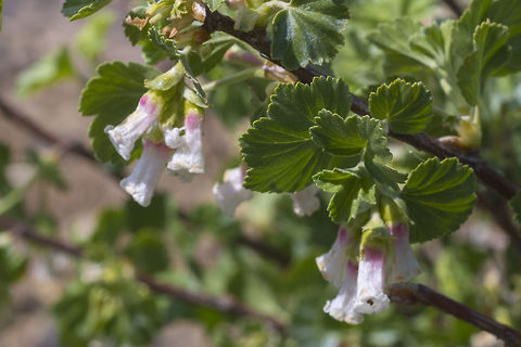 Wax Currant Geotagged,Ribes cereum,Spring,United States,Wax currant