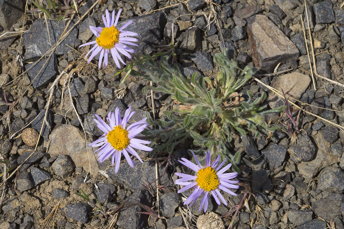 Kittitas Fleabane  Erigeron poliospermus,Geotagged,Spring,United States