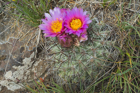 Hedgehog Cactus the newest information available lists this a separate species from P. simpsonii rather than a subspecies

This particular wildlife area shares it's lands with a wind and solar power installation. Because these little guys are rare, each time a wind tower is erected all of the cacti are carefully moved to a new location. Geotagged,Pediocactus nigrispinus,Snowball Cactus,Spring,United States