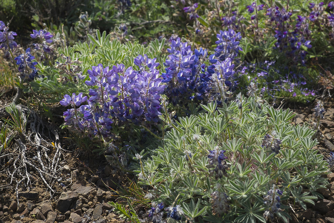 Lupinus lepidus var lepidus  Lupinus lepidus