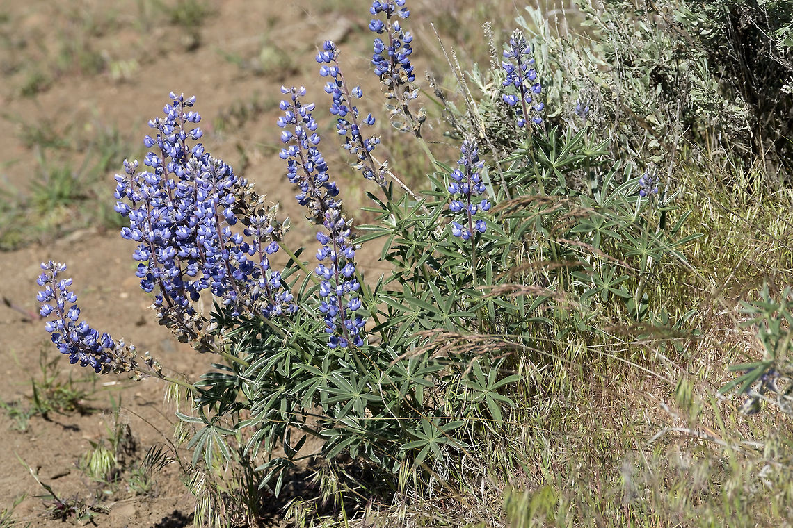 Rock Lupine  Geotagged,Lupinus saxosus,Spring,United States