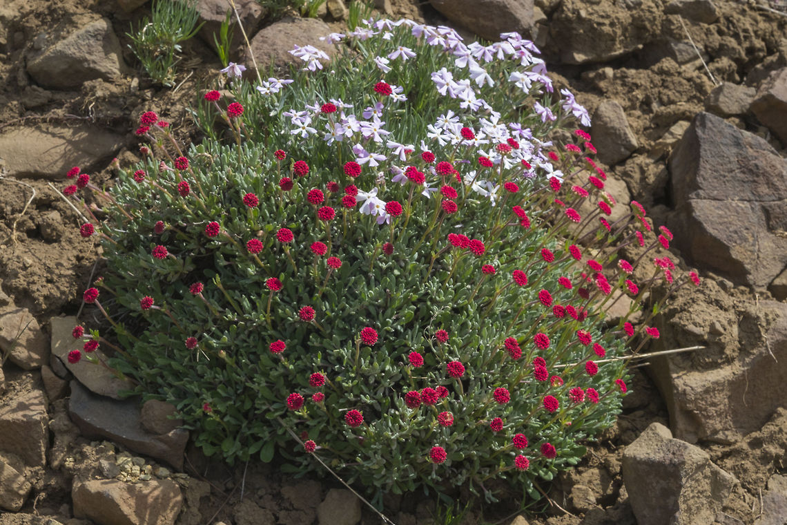 Douglas's Buckwheat  Eriogonum douglasii,Geotagged,Spring,United States