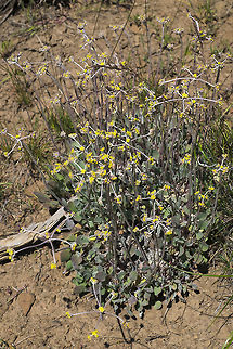 Sulphur Flower Buckwheat  Eriogonum umbellatum,Geotagged,Spring,Sulphur Flower Buckwheat,United States