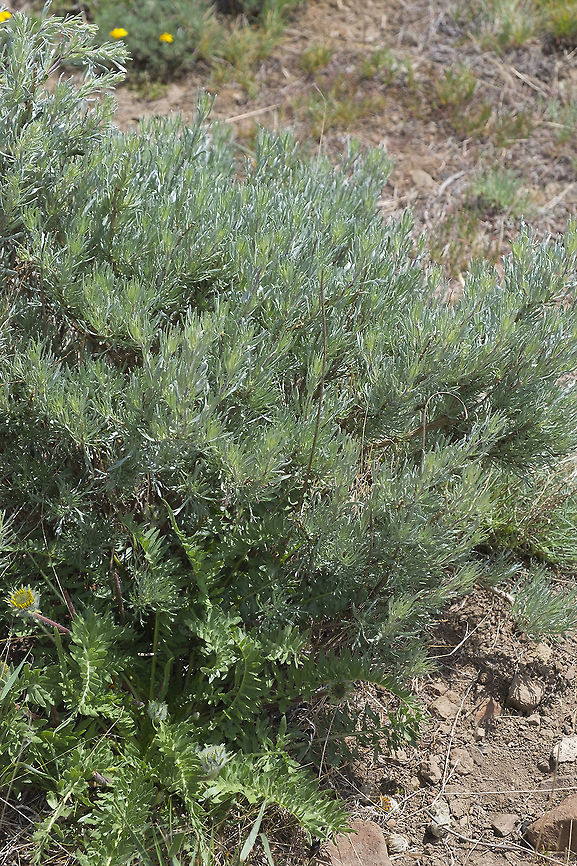 Rigid Sage This one was ID confirmed by a nice sign :p - because this wildlife area shares space by a wind farm there is visitor center that has a small &quot;display garden&quot; - It&#039;s not really a garden per say - it&#039;s the plants that are all around, but some of the more prominent characters have ID signage. Without that, IDing this particular plant probably would have been more difficult, but the presence of Thompson&#039;s Paintbrush would have been a tip off, as it is parasitic to this particular sage. Artemisia Rigida,Artemisia rigida,Geotagged,Spring,United States