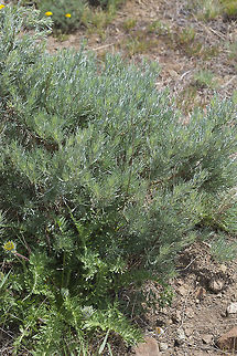 Rigid Sage This one was ID confirmed by a nice sign :p - because this wildlife area shares space by a wind farm there is visitor center that has a small "display garden" - It's not really a garden per say - it's the plants that are all around, but some of the more prominent characters have ID signage. Without that, IDing this particular plant probably would have been more difficult, but the presence of Thompson's Paintbrush would have been a tip off, as it is parasitic to this particular sage. Artemisia Rigida,Artemisia rigida,Geotagged,Spring,United States