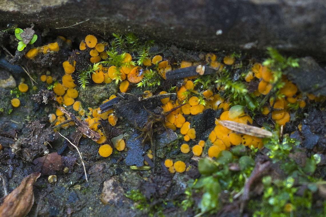 Pulvinula sp small cups that grown on the ground, usually associated with moss. There are 20 some species, at least 4 or 5 of which are orange and occur locally, so further identification would require microscopic examination Geotagged,Spring,United States