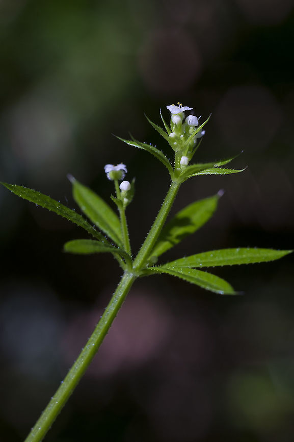 Sticky Willy easily differentiated from the other local Galium sp. because it is the small hairs on the leaves and stems make it quite clingy Galium aparine,Galium aparineCleavers,Geotagged,Spring,United States