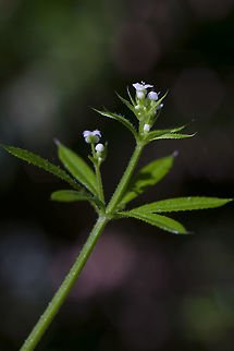 Sticky Willy easily differentiated from the other local Galium sp. because it is the small hairs on the leaves and stems make it quite clingy Galium aparine,Galium aparineCleavers,Geotagged,Spring,United States