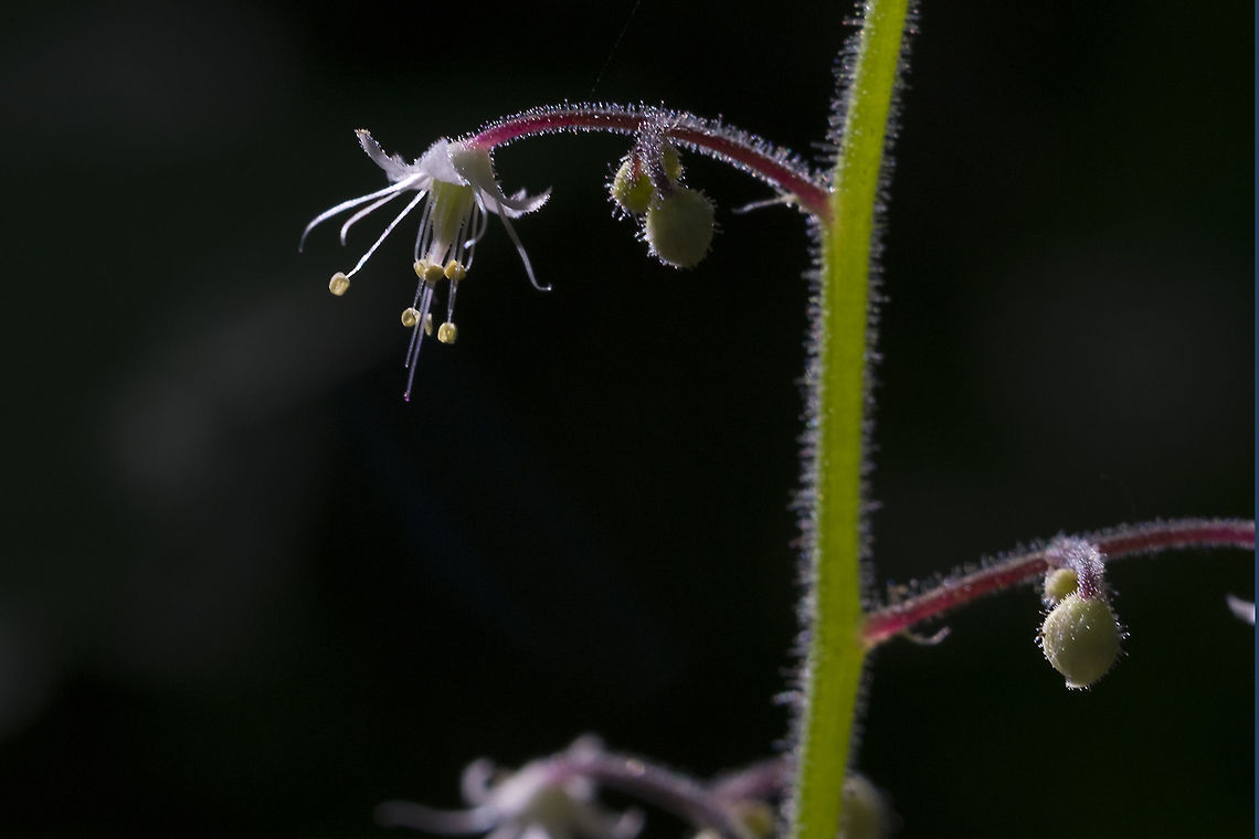 Threeleaf Foamflower  Geotagged,Spring,Tiarella trifoliata,United States