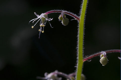 Threeleaf Foamflower  Geotagged,Spring,Tiarella trifoliata,United States