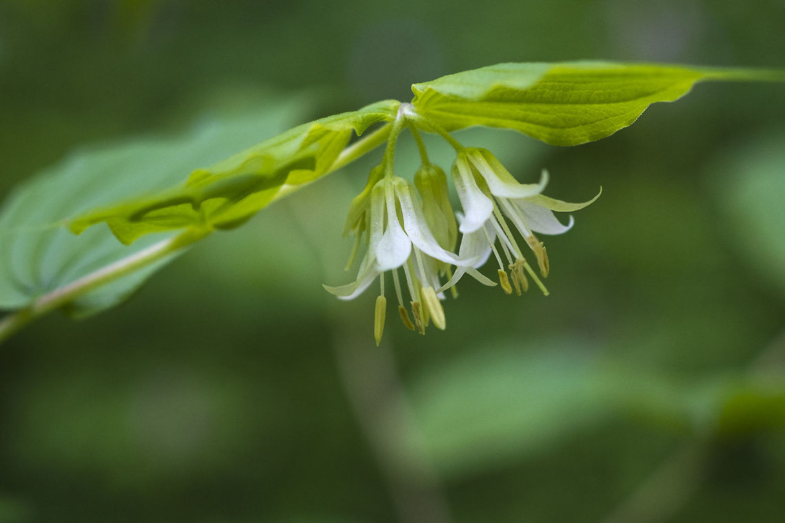 Fairy bells  Drops of gold,Geotagged,Prosartes hookeri,Spring,United States