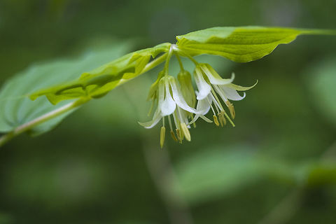 Fairy bells  Drops of gold,Geotagged,Prosartes hookeri,Spring,United States