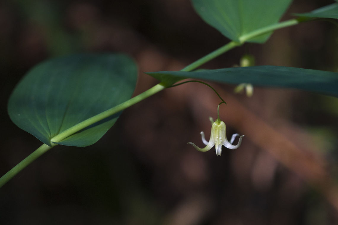 Clasping Twisted Stalk  Clasping twisted stalk,Geotagged,Spring,Streptopus amplexifolius,United States