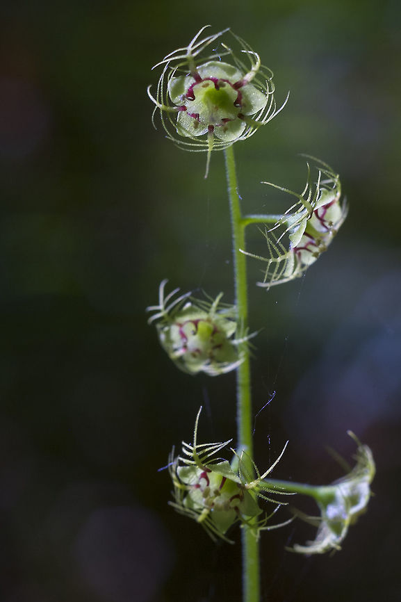 Star-shaped mitrewort  Geotagged,Mitella caulescens,Mitella pentandra,Spring,United States