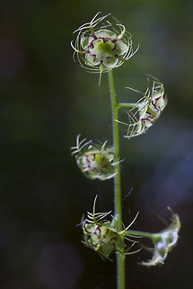 Star-shaped mitrewort  Geotagged,Mitella caulescens,Mitella pentandra,Spring,United States