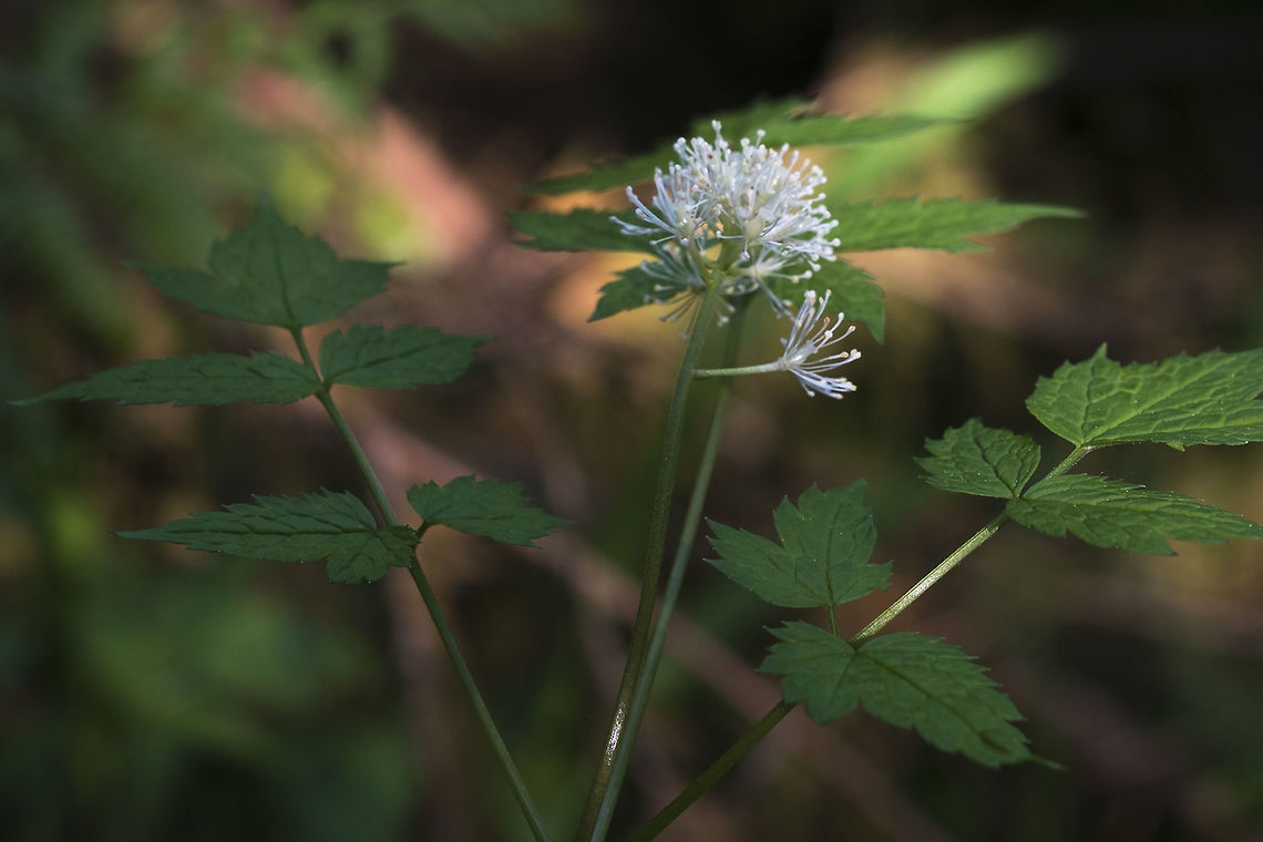 Red Baneberry  Actaea rubra,Geotagged,Red Baneberry,Spring,United States