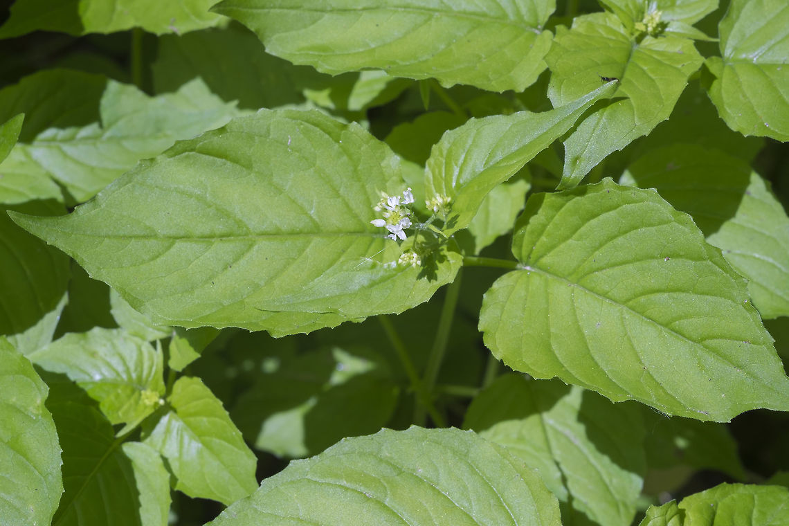 Enchanter's nightshade  Circaea alpina,Enchanter's Nightshade,Geotagged,Spring,United States
